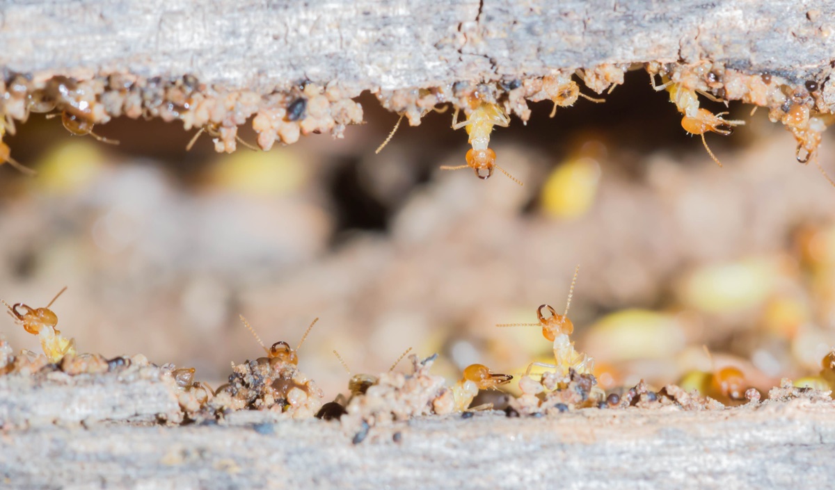 Termites moving through damaged wood